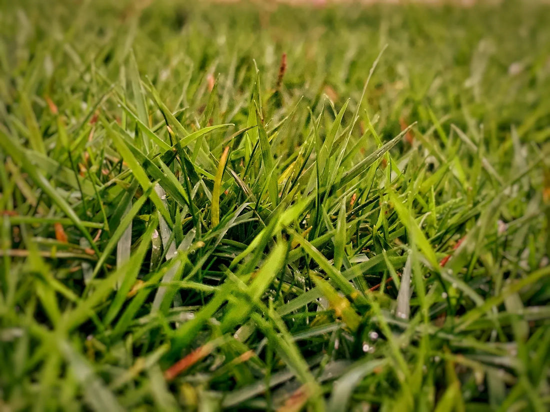 Welche Grassamen eignen sich am besten für einen üppigen Rasen?